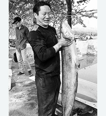 Record photograph for Silurus lanzhouensis